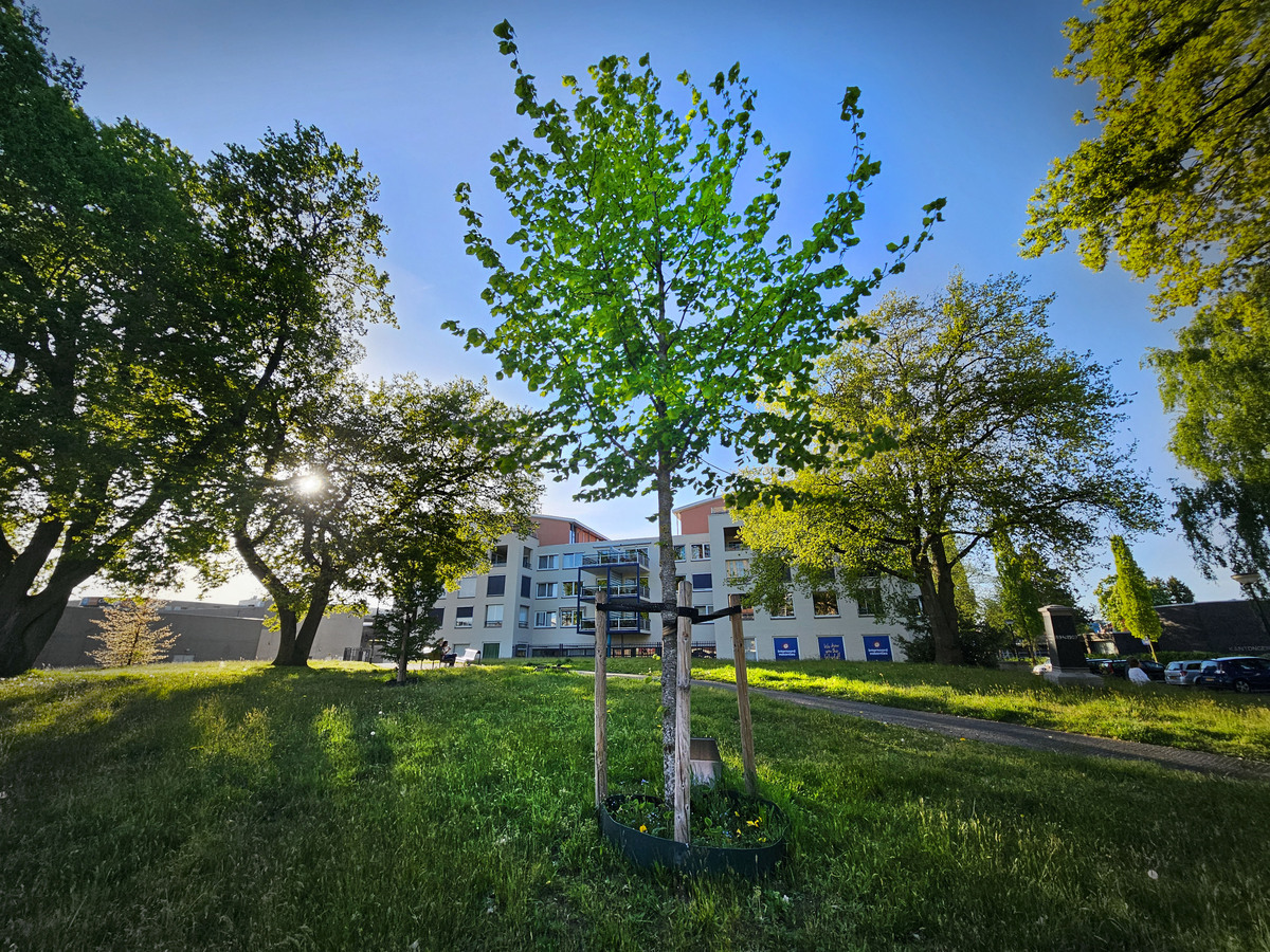 Boom der Onverzettelijken in Heerenveen